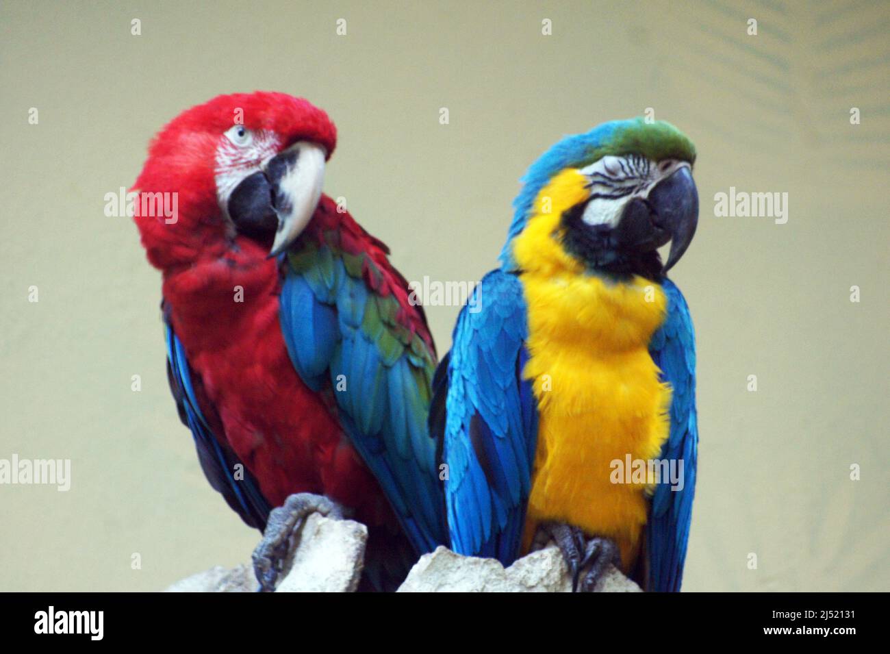 A pair of macaws that selected individuals of a different subspecies, creating another variety. Parrots are very loyal and have a long life. Stock Photo