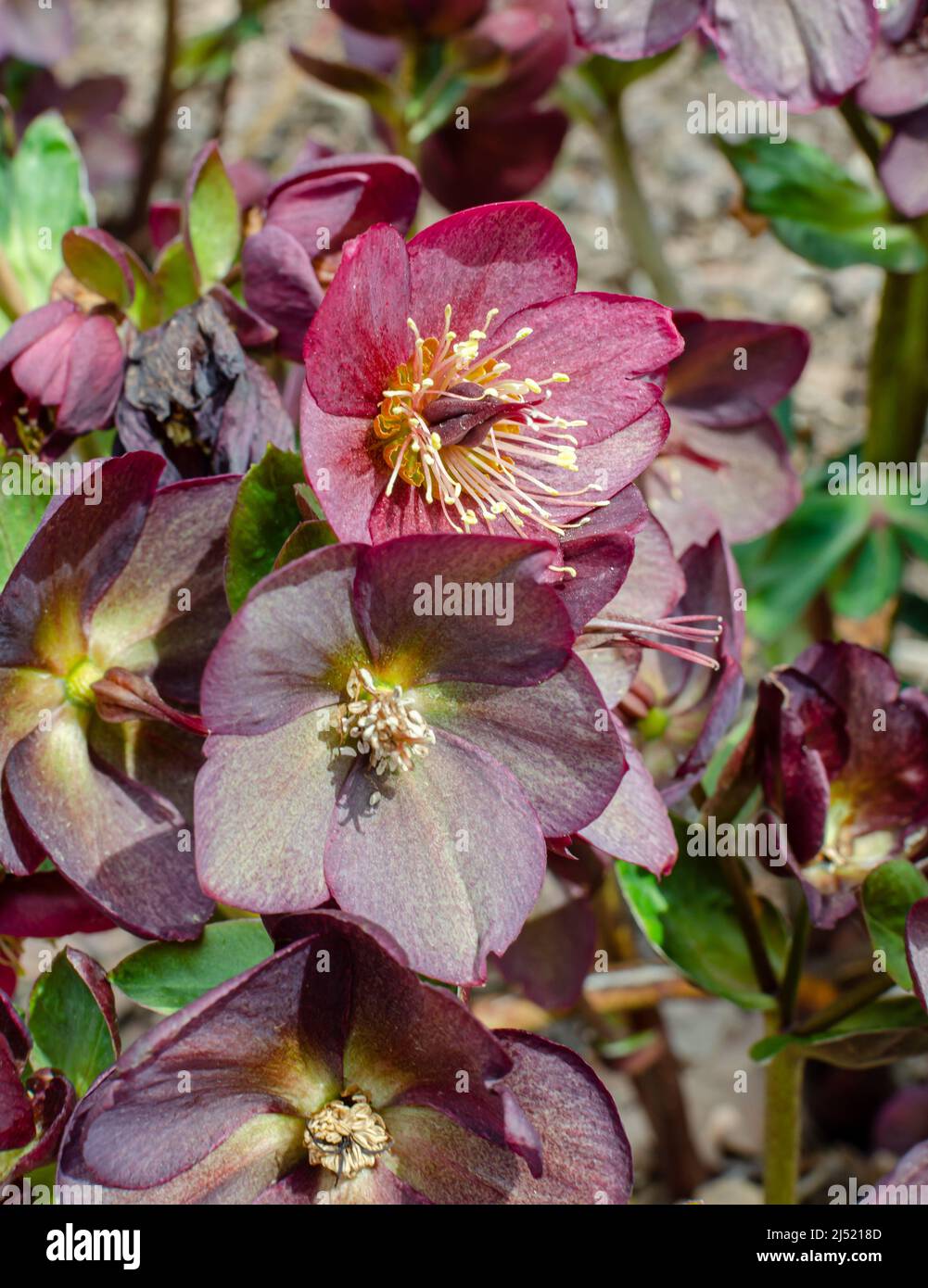 Helleborus HGC Ice 'n' Roses Red, Jozef Heuger, Germany Stock Photo