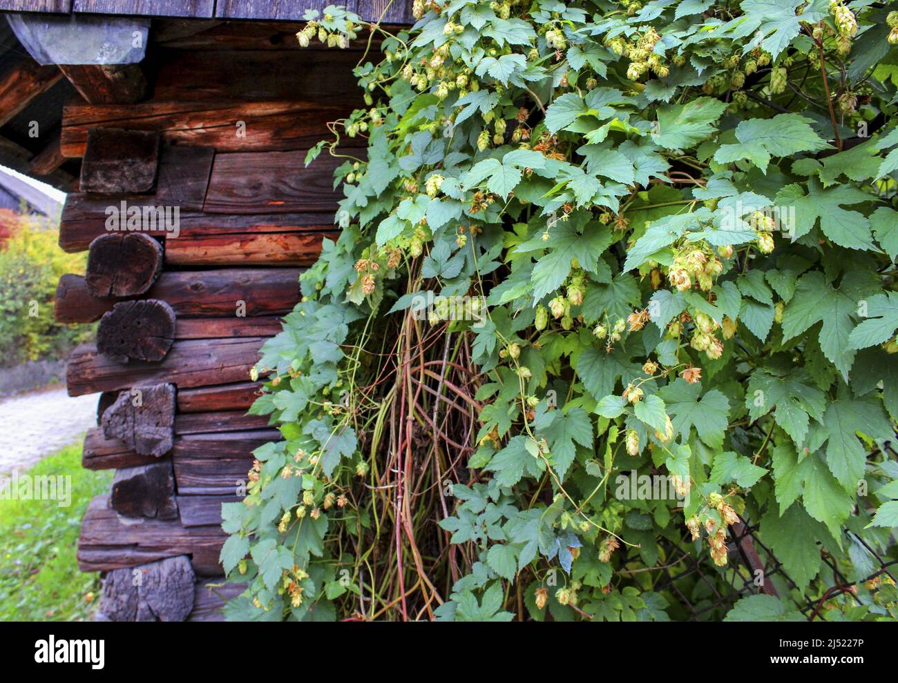 Green hops cones (Humulus lupulus). Garden hobby Stock Photo - Alamy
