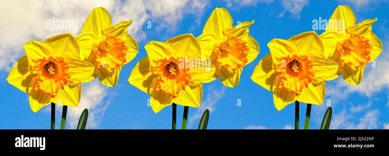 Daffodils Latin name Narcissus Gold Medal flowers with a blue sky background banner Stock Photo