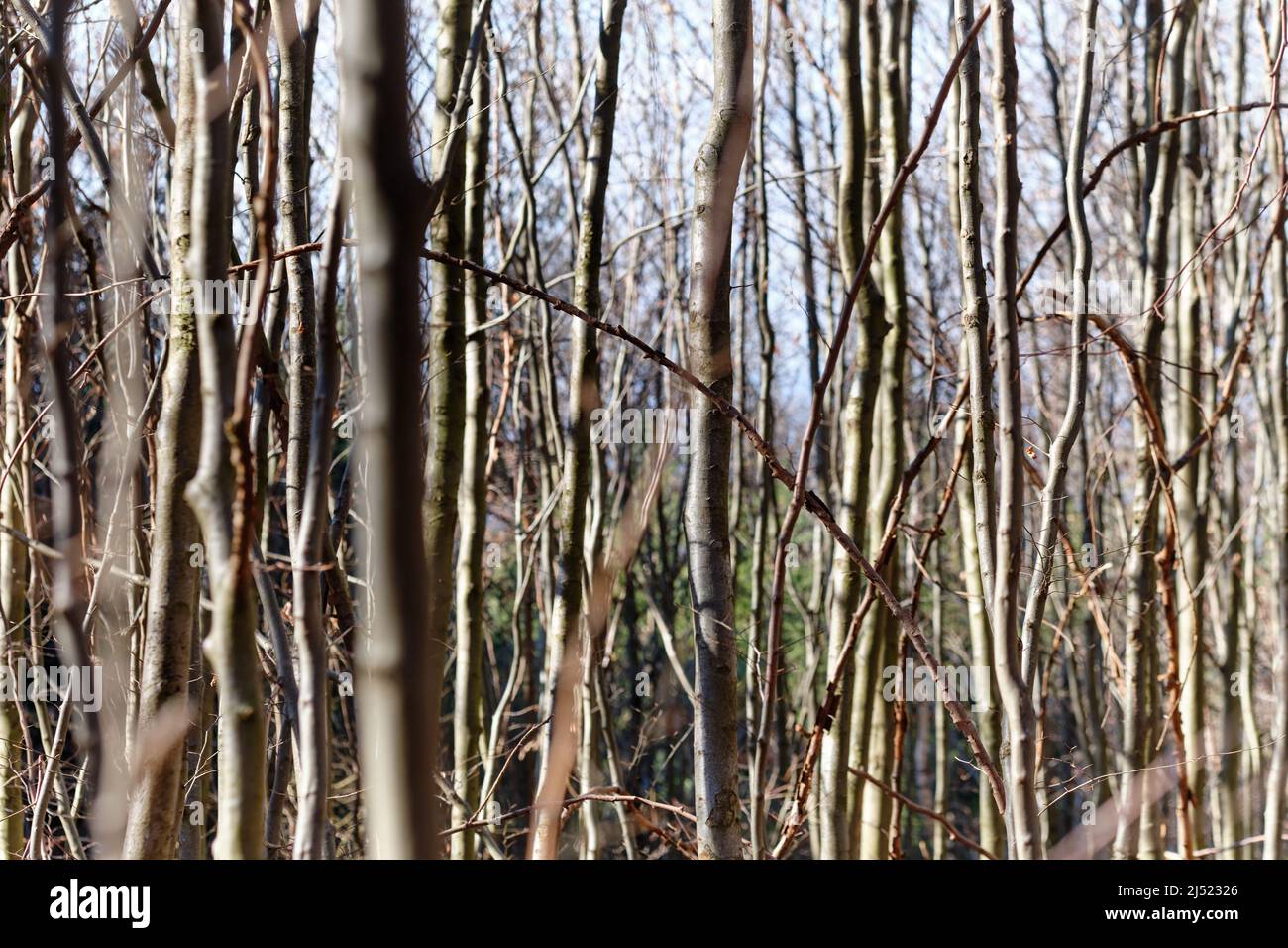 Natural background pattern with an abundance of thin bare trees, twigs and trunks on a sunny February day in Germany Stock Photo