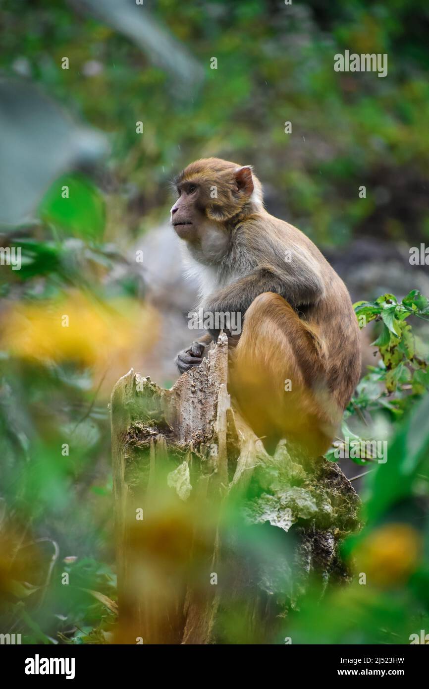 An Indian monkey sitting on tree top in a lush green forest. The bonnet macaque (Macaca radiata), also known as zati, is a species of macaque endemic Stock Photo