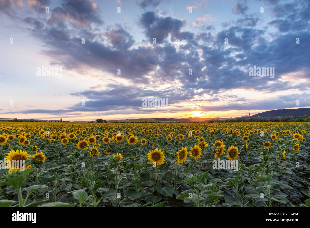 Sunflower field in rural area, under storm clouds, in summer Stock ...