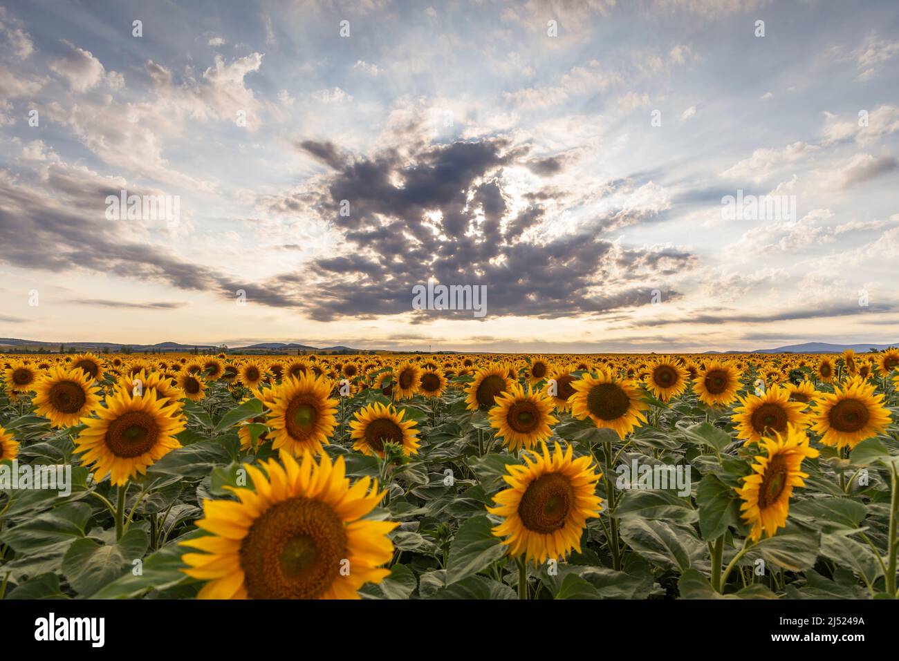Sunflower field in rural area, under storm clouds, in summer Stock ...