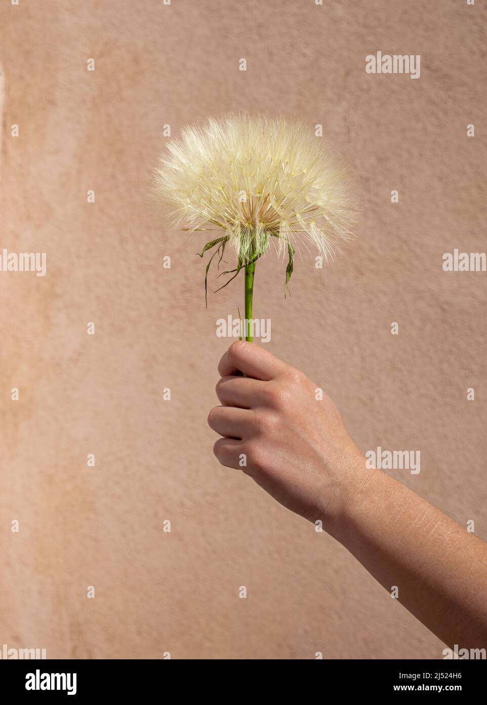 giant dandelion or salsify held againts a textured background .summer spring . Stock Photo