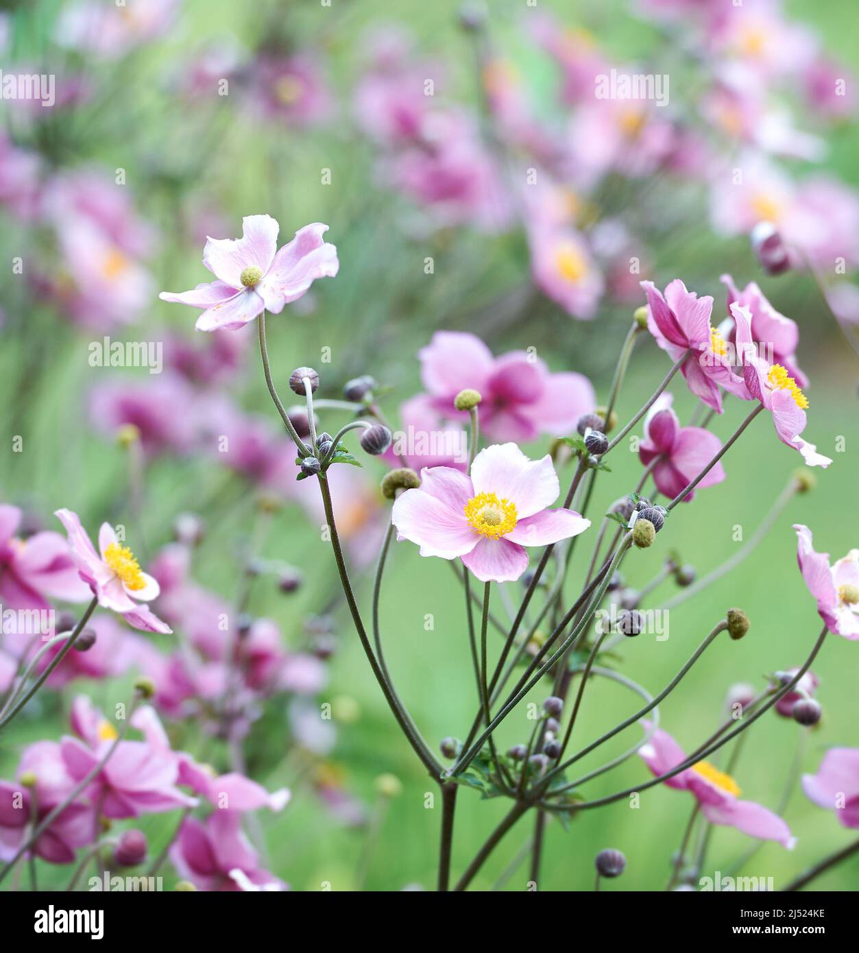 Nature background with spring flowers. (Anemone scabiosa). Selective and soft focus. Stock Photo