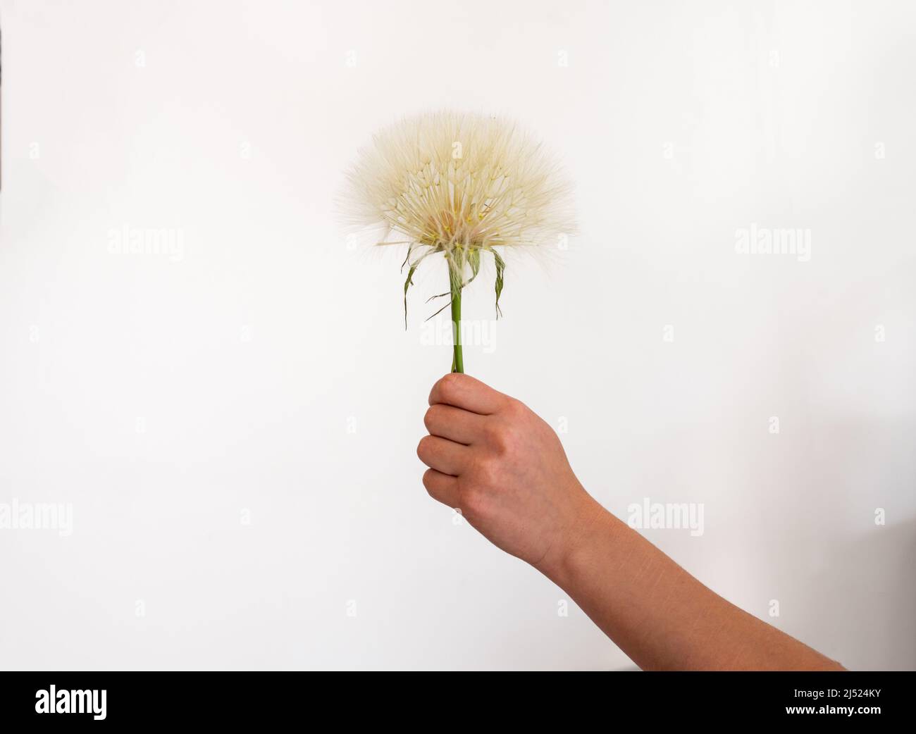 giant dandelion or salsify held againts a white background .summer spring . Stock Photo