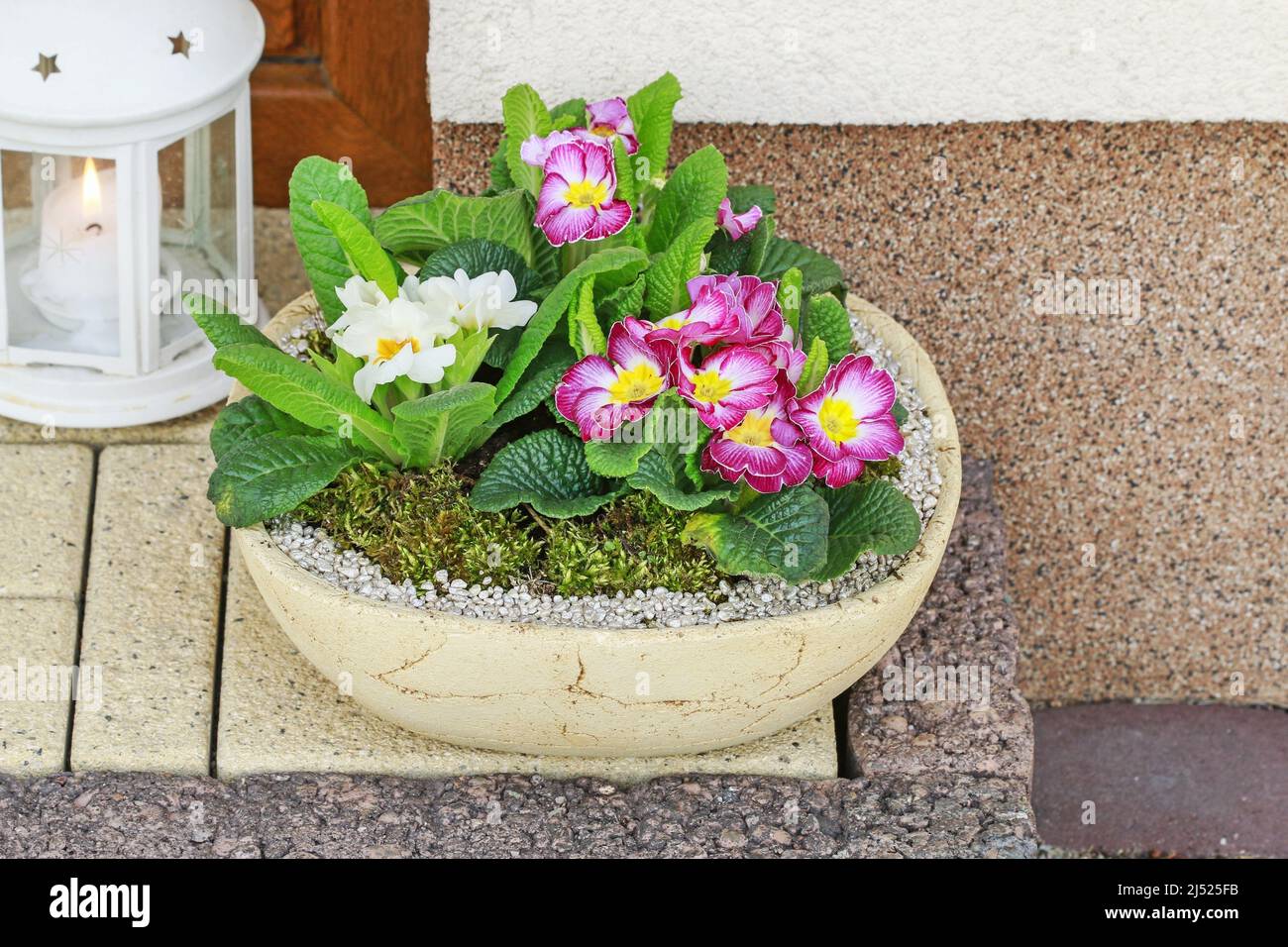 Home decoration with primula flowers. Spring decor Stock Photo