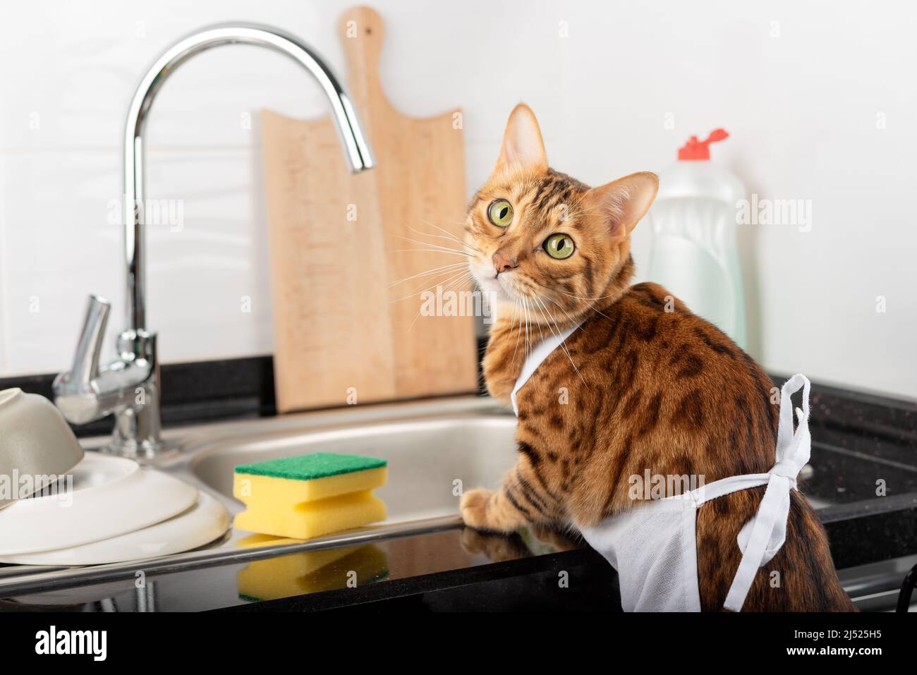 Funny ginger cat in an apron washes dishes with detergent in the kitchen. Stock Photo