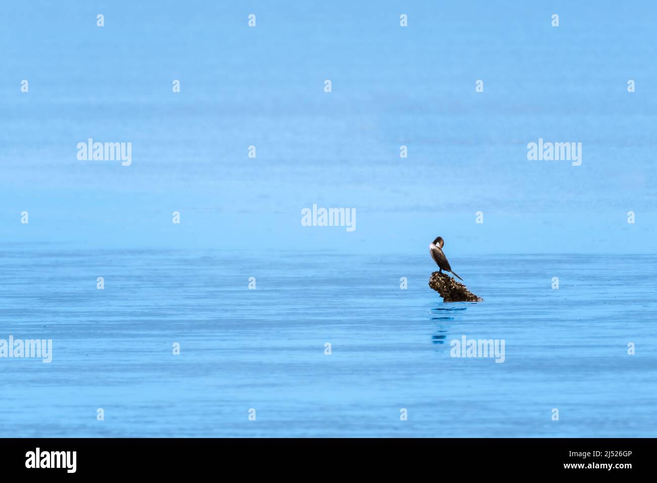 Simplistic, minimal photo of calm blue waters with one bird, Neotropic Cormorant,  Nannopterum brasilianum, in the distance. Stock Photo