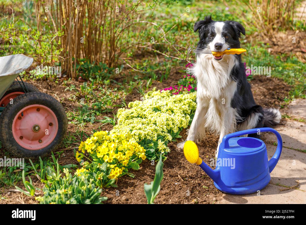 Dog border collie holding garden rake in mouth in garden background