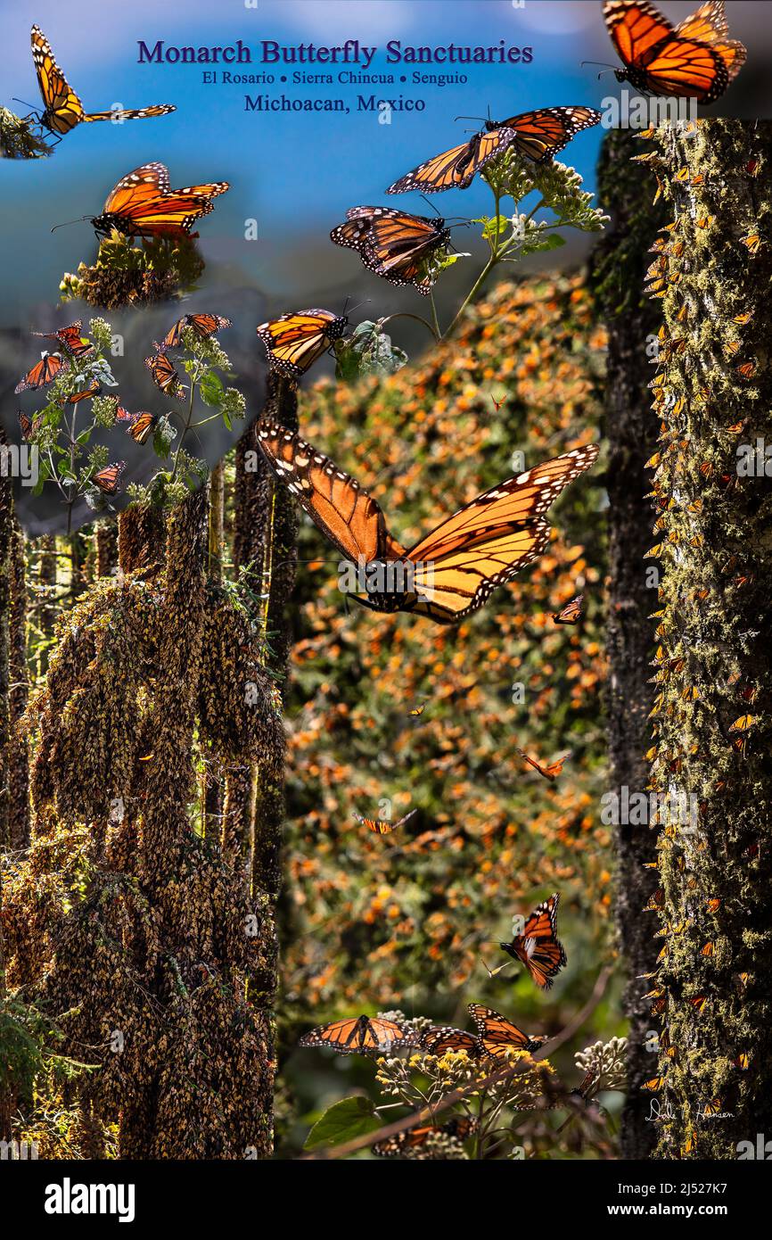 Monarch Butterfly Sanctuaries in Senguio, El Rosario, and Sierra Chincua - Michoacán, Mexico Stock Photo