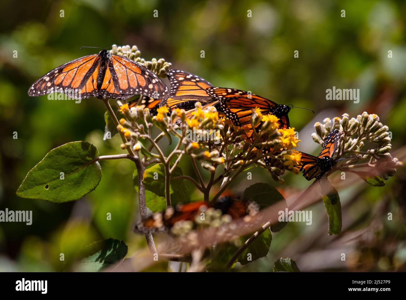 Monarch Butterfly Sanctuaries in Senguio, El Rosario, and Sierra Chincua Michoacán, Mexico