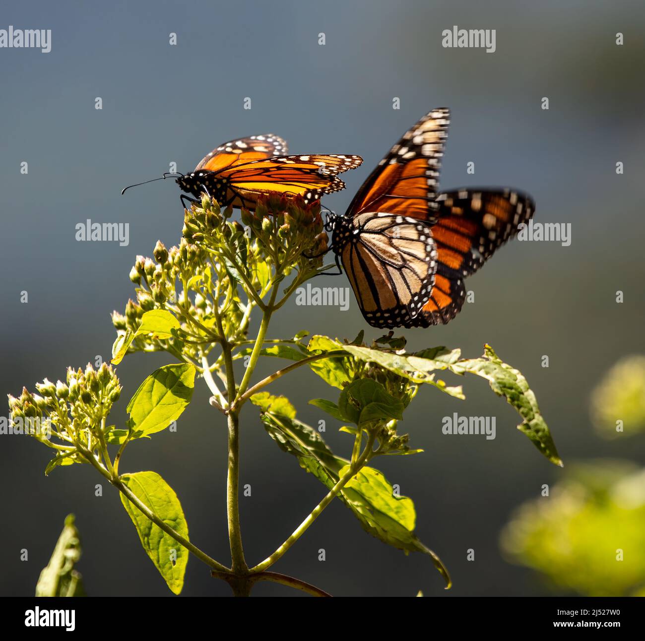 Monarch Butterfly Sanctuaries in Senguio, El Rosario, and Sierra Chincua - Michoacán, Mexico Stock Photo