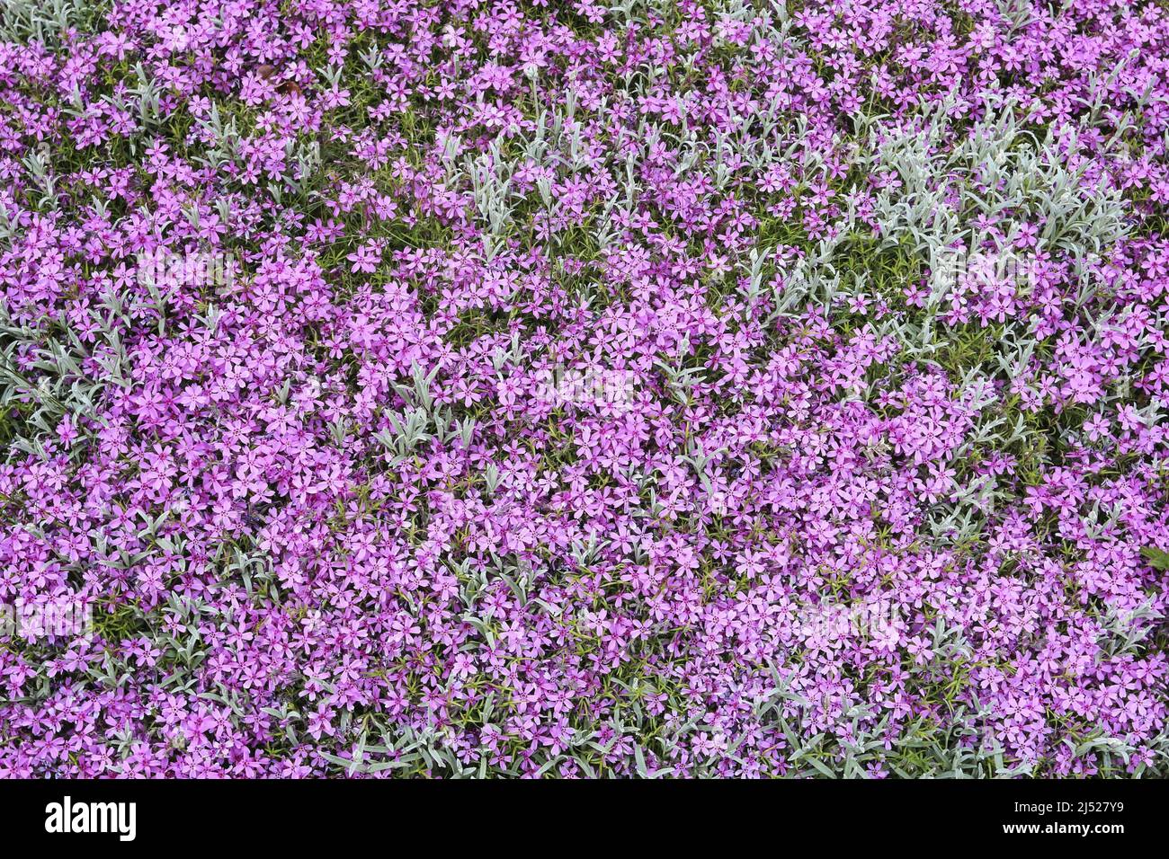 Pink phlox flowers in the garden.  Spring time Stock Photo