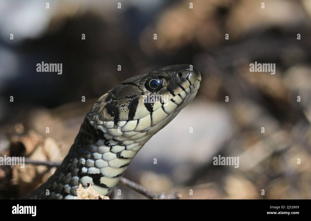 Snake head, Grass snake, Natrix natrix Stock Photo