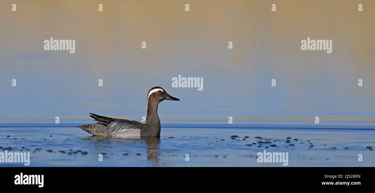 Male swimming in hi-res stock photography and images - Alamy