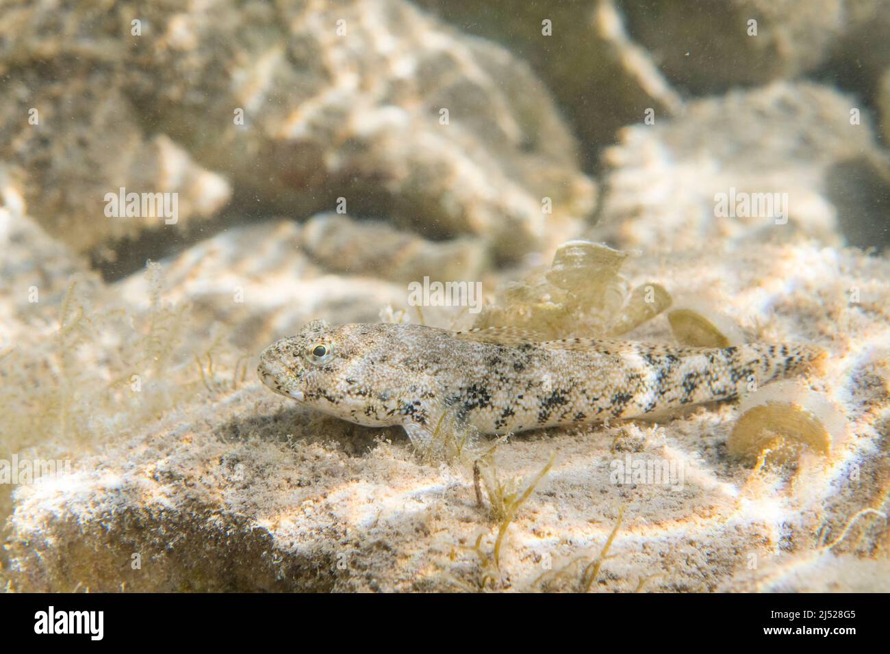 The giant goby (Gobius cobitis) is a species of goby native to coastal marine and brackish waters. Stock Photo