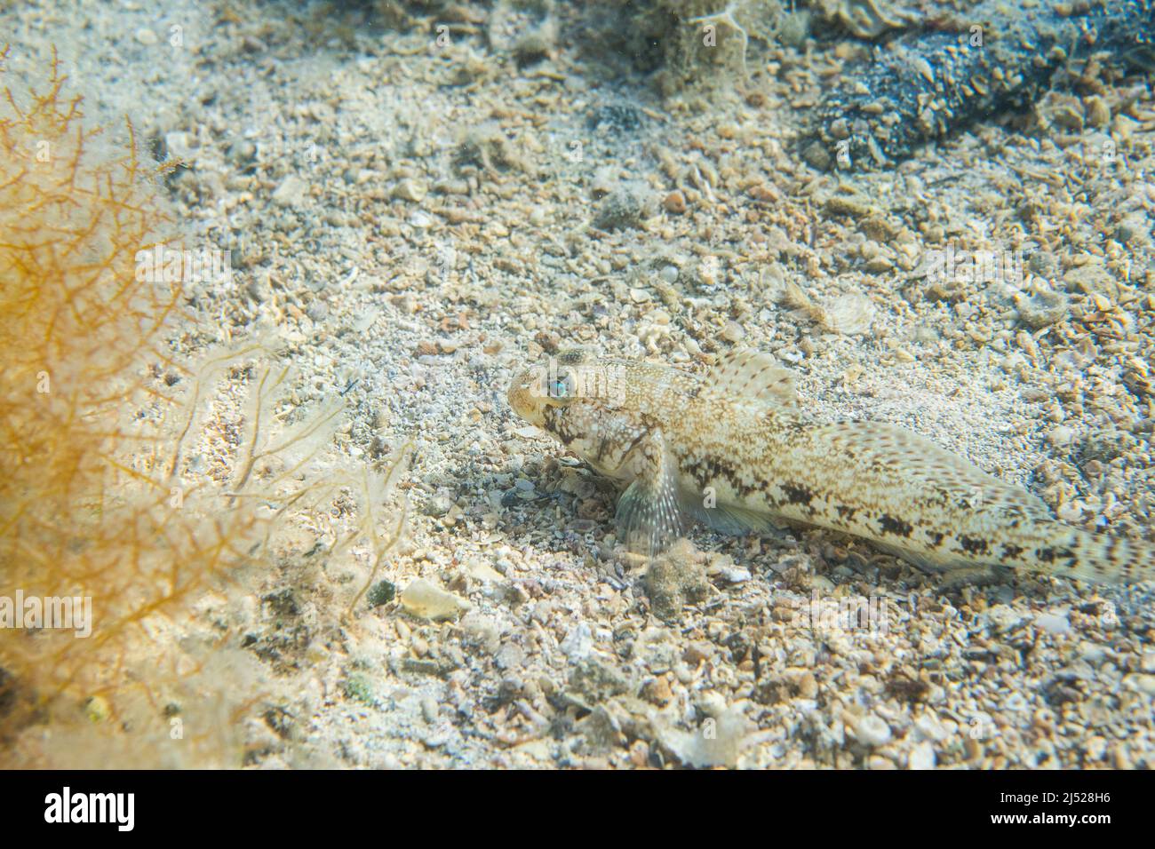 The slender goby (Gobius geniporus) is a species of goby endemic to the Mediterranean Sea. Stock Photo