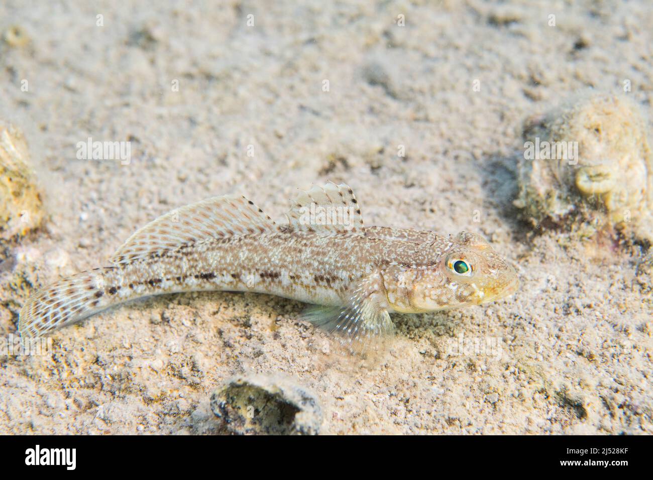 The slender goby (Gobius geniporus) is a species of goby endemic to the Mediterranean Sea. Stock Photo
