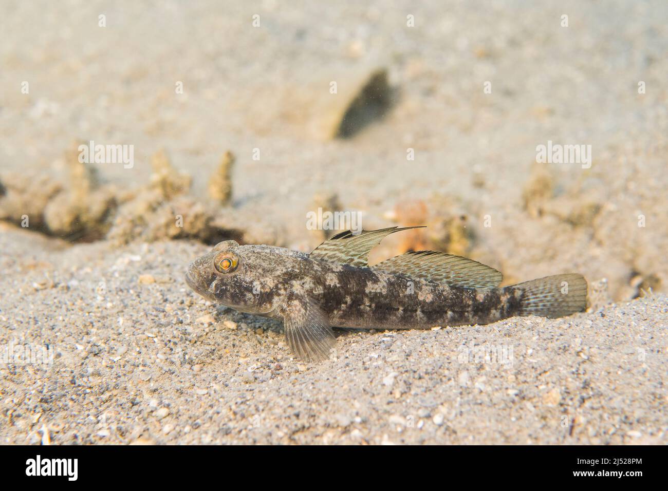 The black goby (Gobius niger) is a species of ray-finned fish found in the Eastern Atlantic and Mediterranean Sea and Black Sea. Stock Photo
