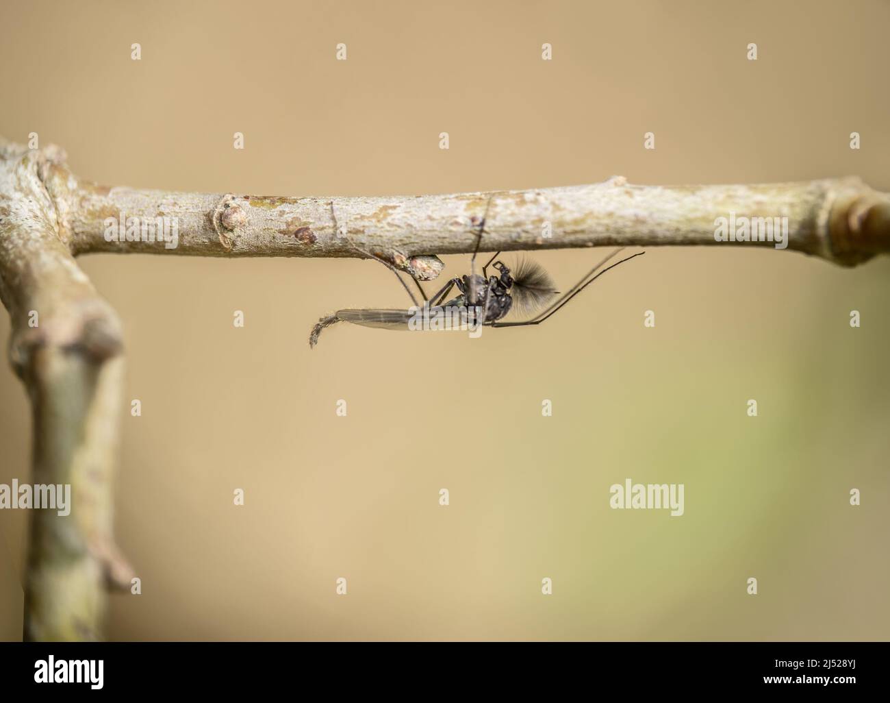 Adult Non-biting Midge. Chironomus. Stock Photo