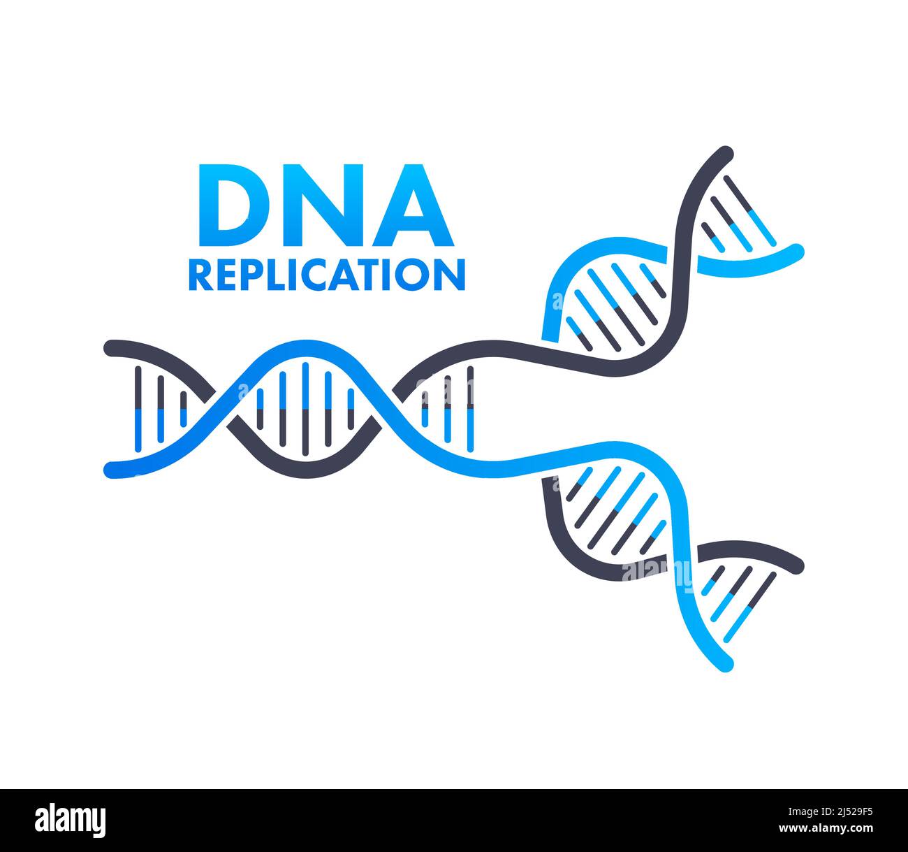 DNA replication. DNA molecules, molecular biology. Vector stock illustration. Stock Vector