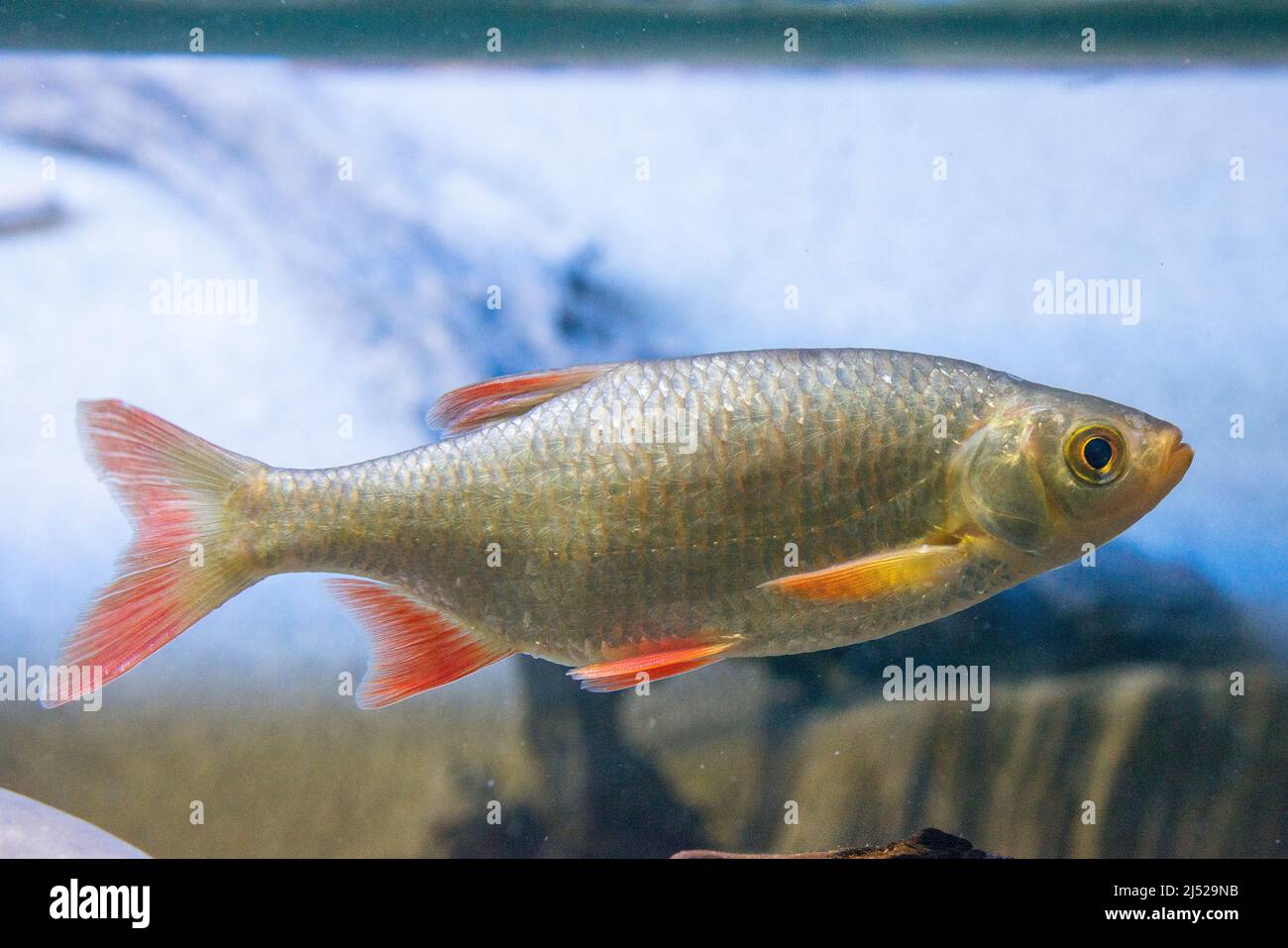 The common rudd (Scardinius erythrophthalmus) is a benthopelagic