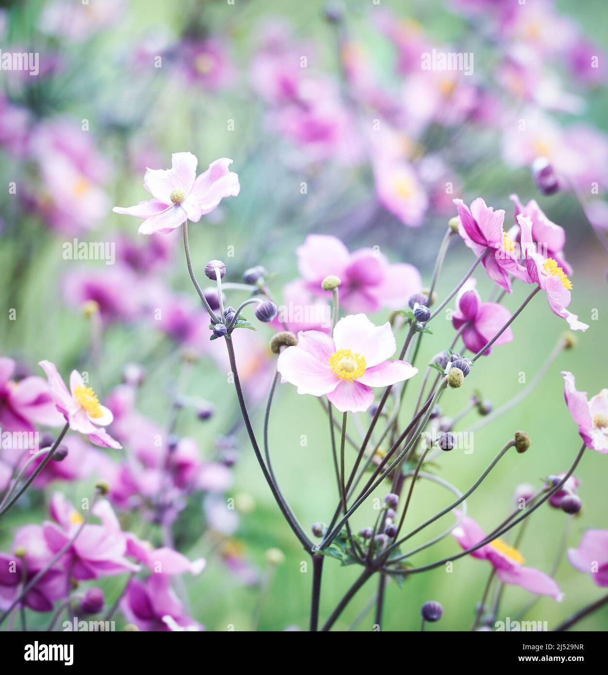 Nature background with spring flowers. (Anemone scabiosa). Selective and soft focus. Stock Photo