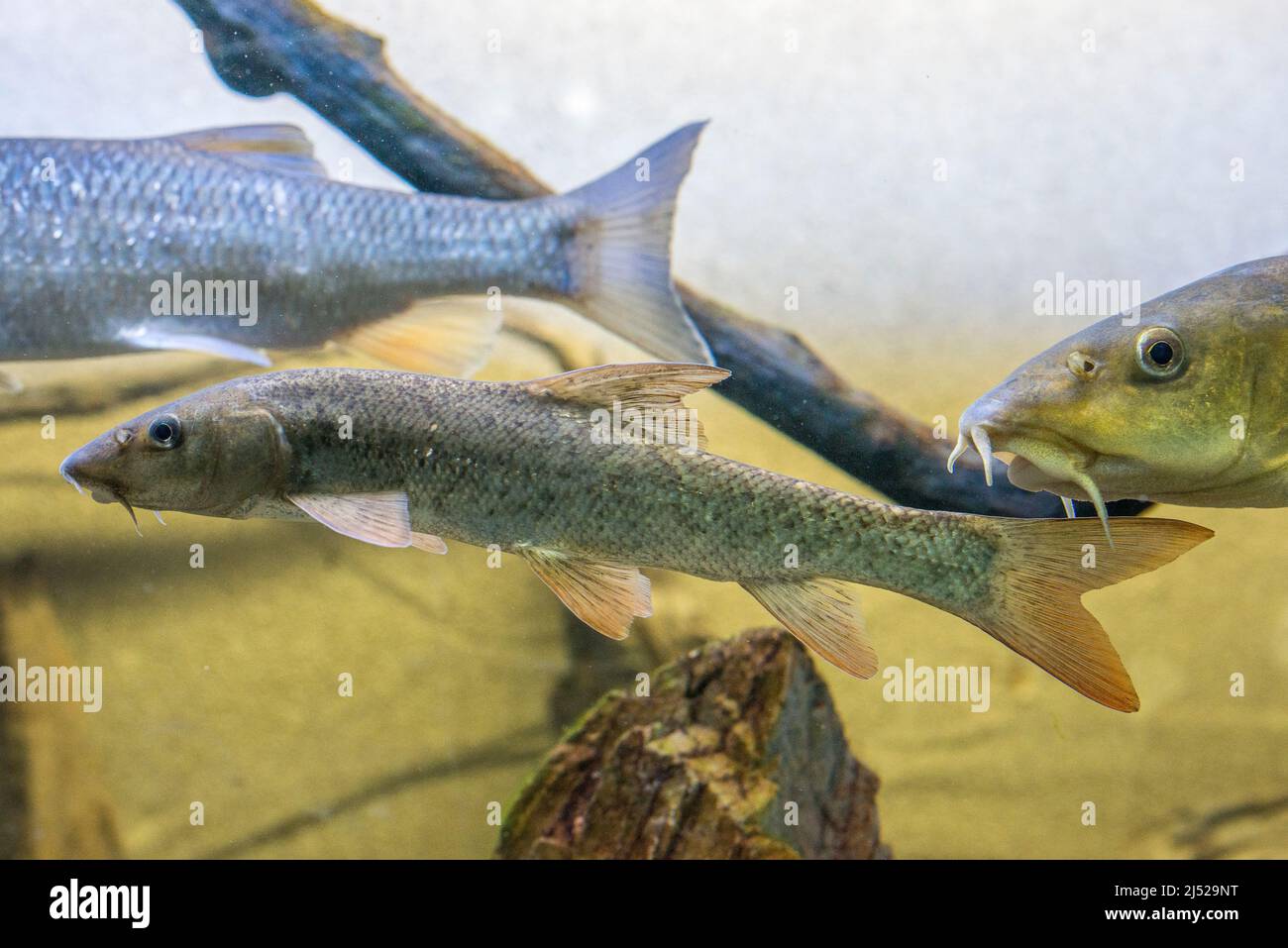 The common barbel, Barbus barbus, is a species of freshwater fish belonging to the family Cyprinidae. Stock Photo