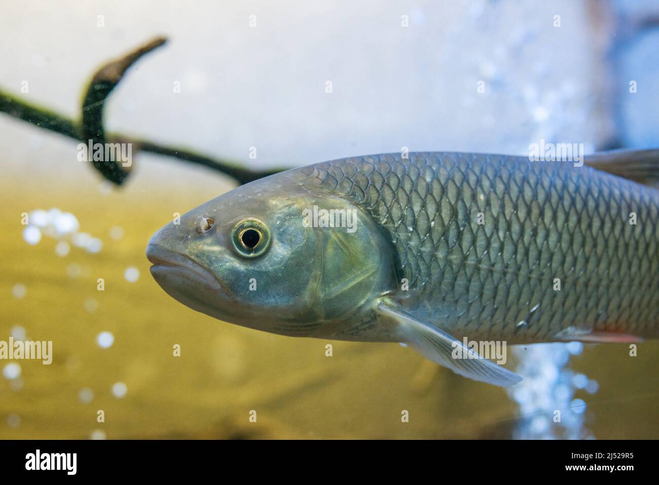 common chub, European chub, or simply chub (Squalius cephalus), is a European species of freshwater fish in the carp family Cyprinidae. Stock Photo