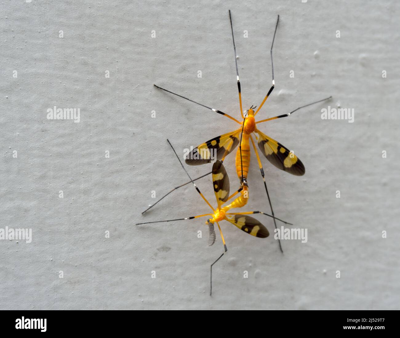 A close-up shot of yellow crane flies mating on a white wall. Stock Photo