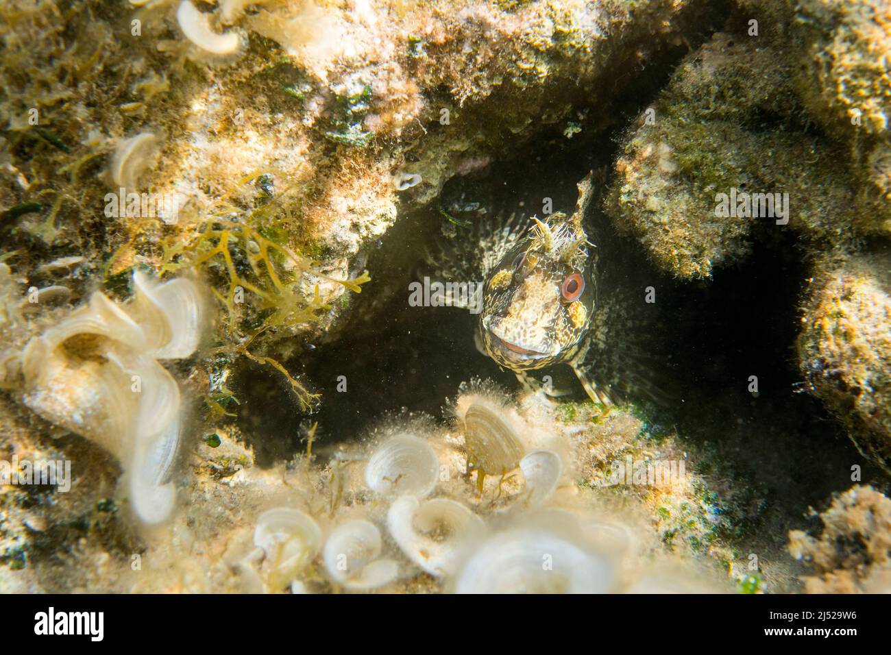 The tompot blenny (Parablennius gattorugine) is a species of combtooth blenny. Stock Photo