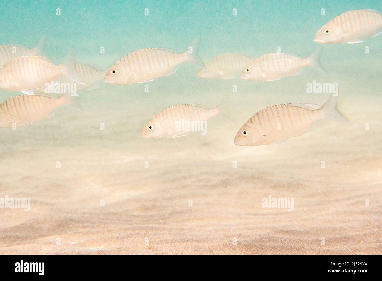 The sand steenbras or striped seabream (Lithognathus mormyrus) is a species of marine fish in the family Sparidae. Stock Photo
