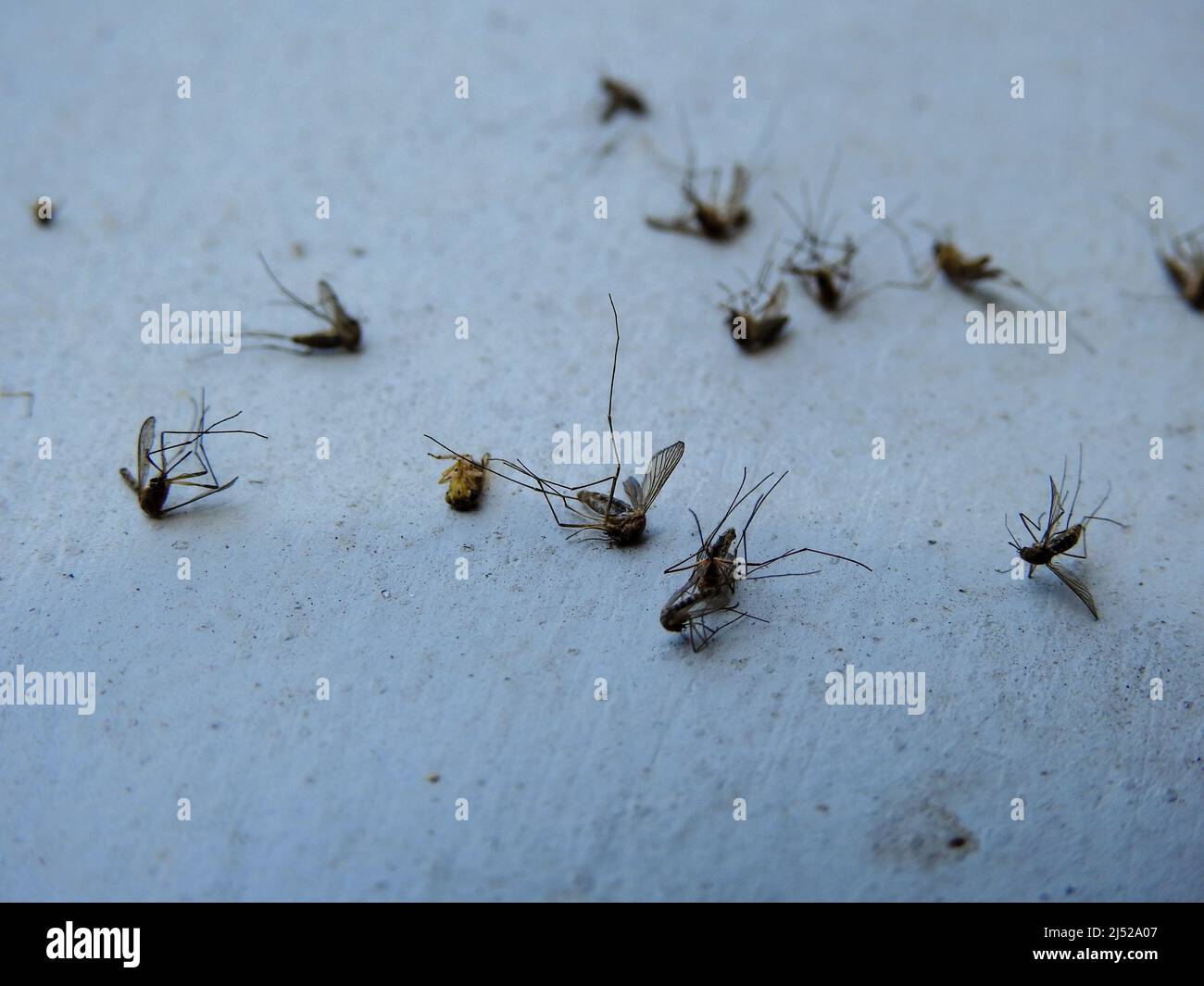 Bug spray hi-res stock photography and images - Alamy