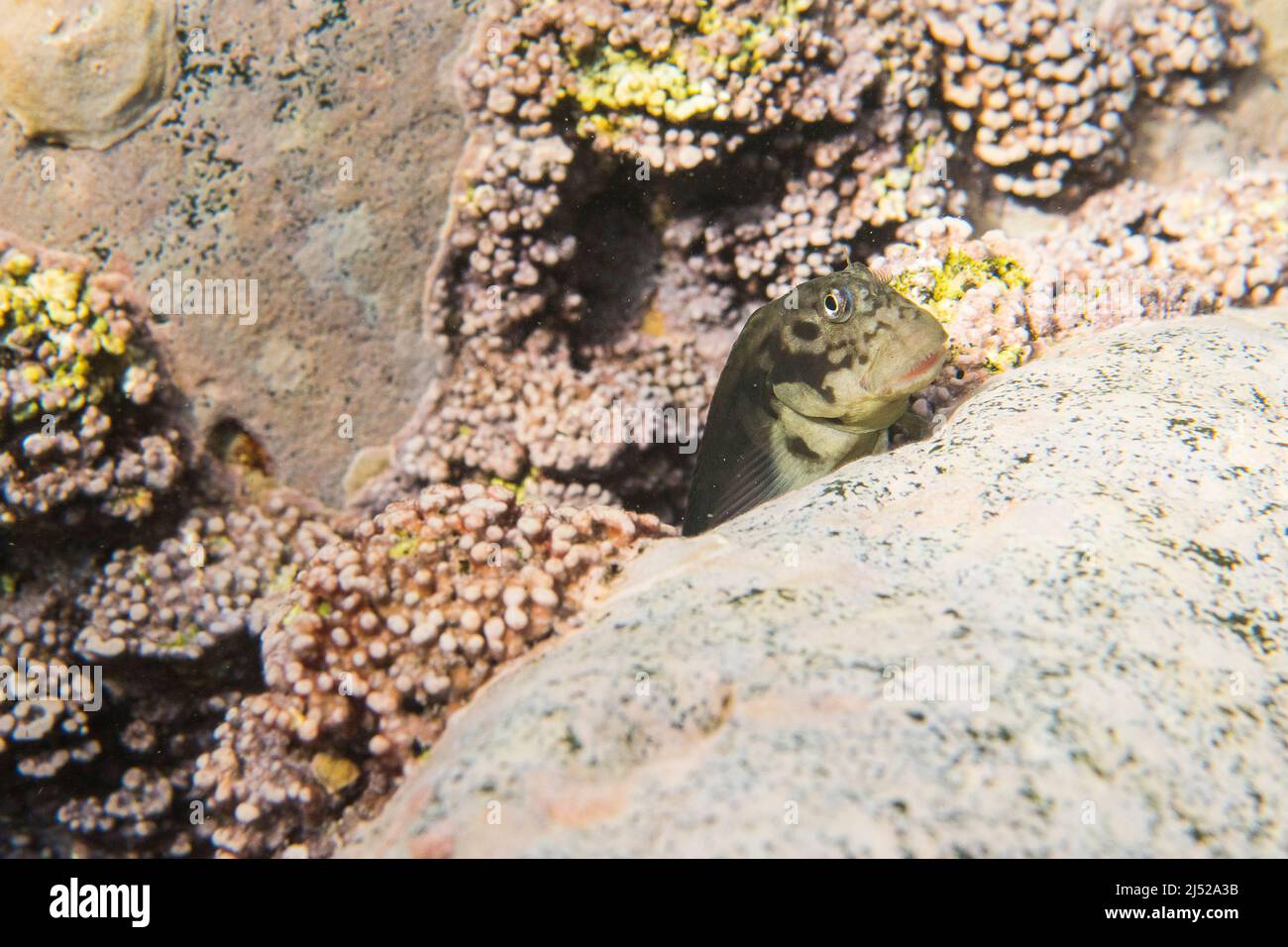Ophioblennius atlanticus, also known as the redlip blenny and the horseface blenny, is a species