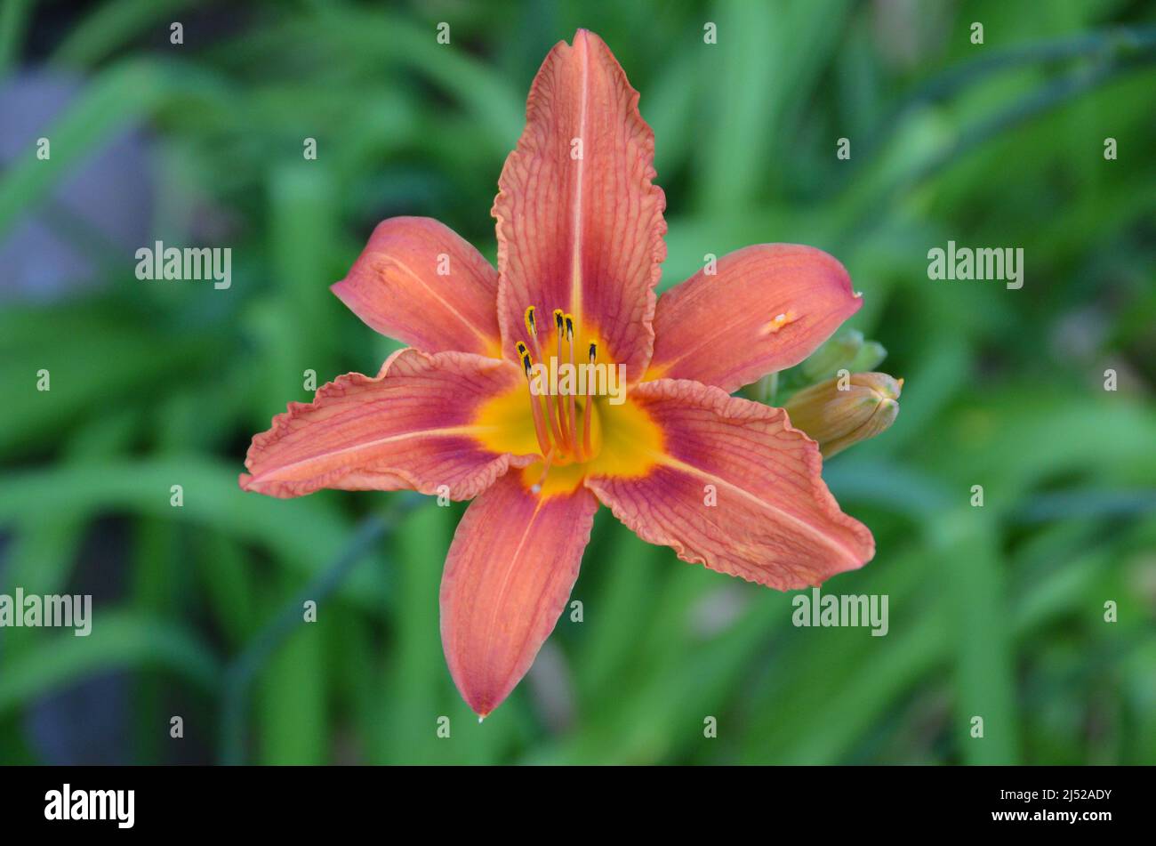 Close up of tropical bloosom hi-res stock photography and images - Alamy
