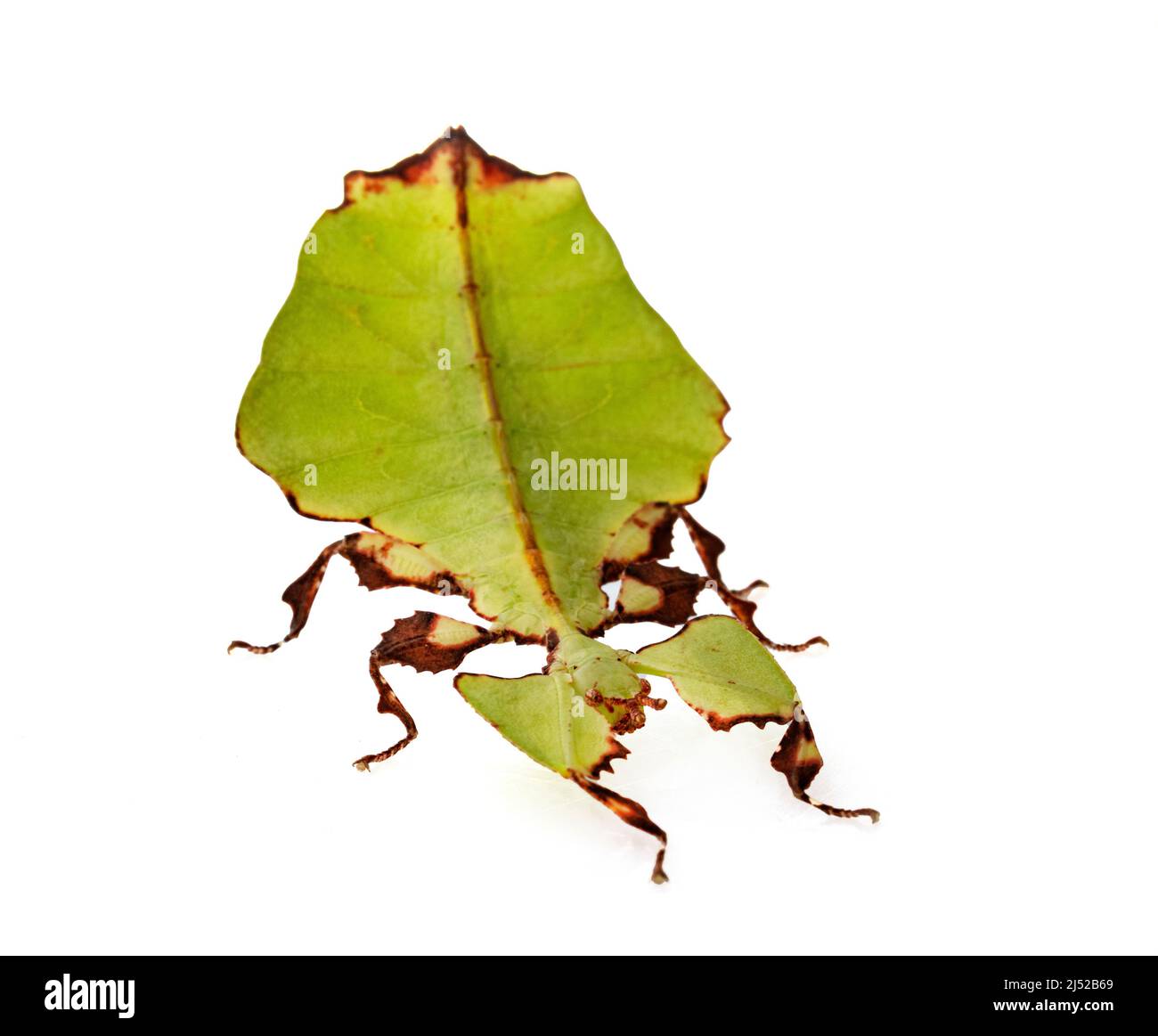 stick insect in front of white background Stock Photo
