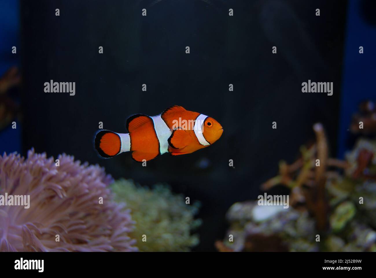 Clownfish in a saltwater reef aquarium Stock Photo