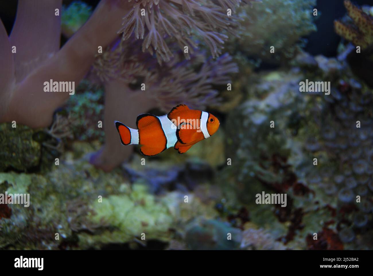 Clownfish in a saltwater reef aquarium Stock Photo