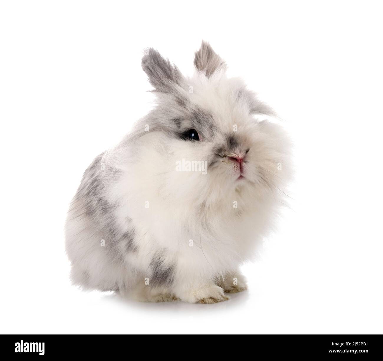 angora Mini Lop in front of white background Stock Photo