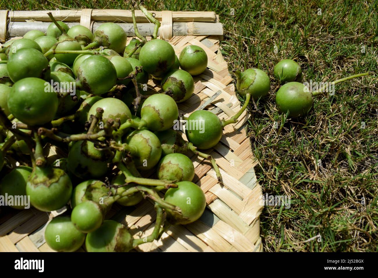 Indian fruit Green Fragrant manjack or snotty gobbles also known as