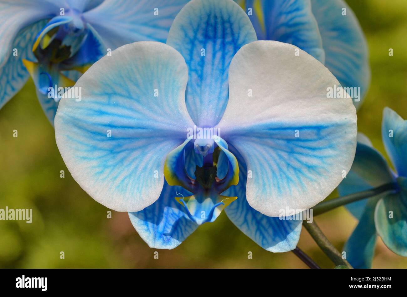 Orchid close up Stock Photo Alamy