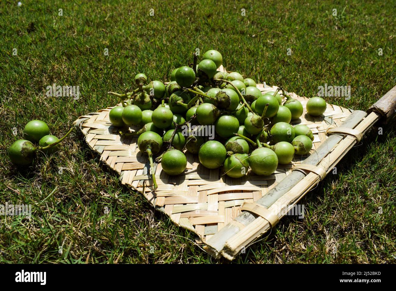 Indian fruit Green Fragrant manjack or snotty gobbles also known as