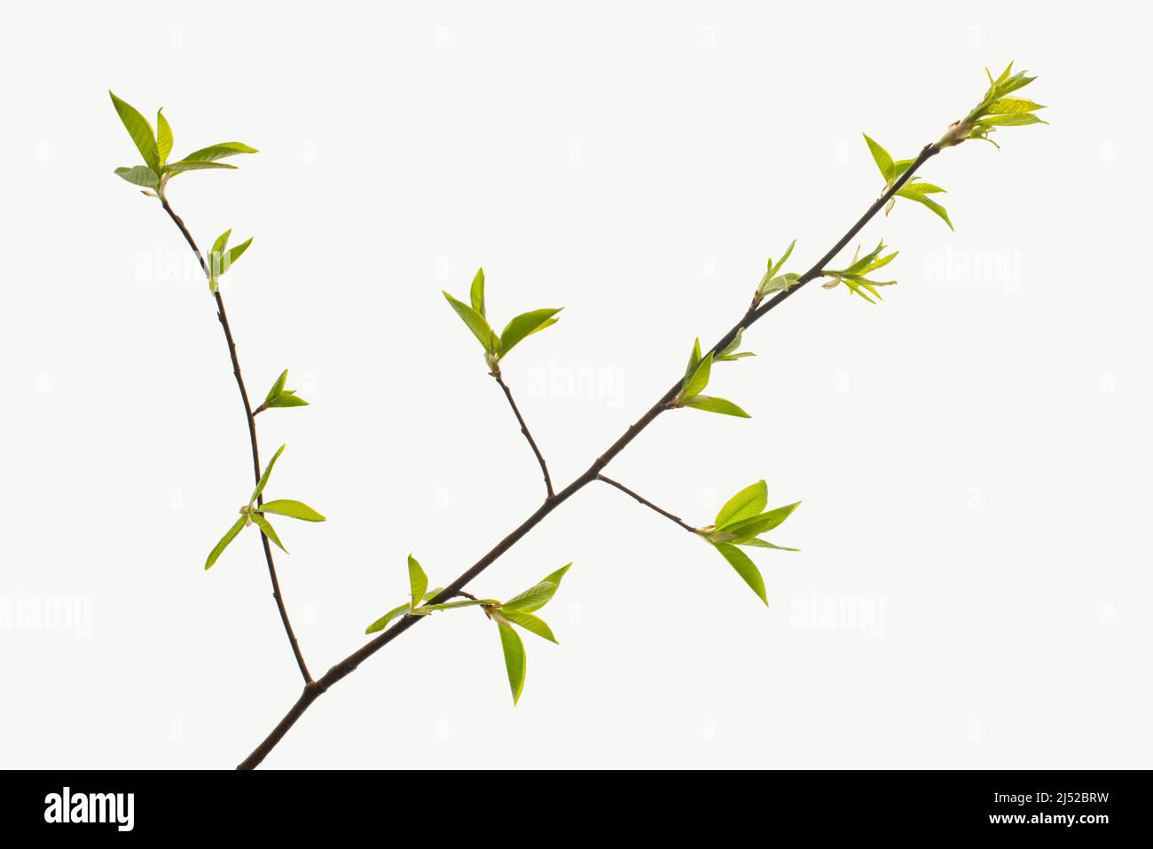 Early spring twig with fresh young leaves isolated on white background Early spring twig with fresh young leaves isolated on white background