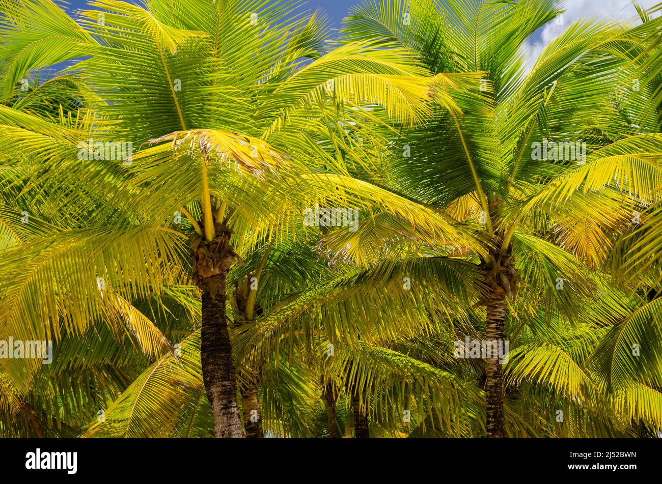 Coconut palm tree background Stock Photo Alamy