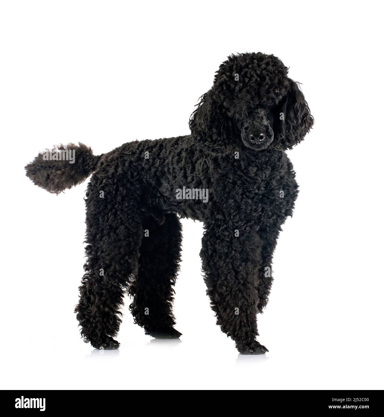 black poodle in front of white background Stock Photo - Alamy