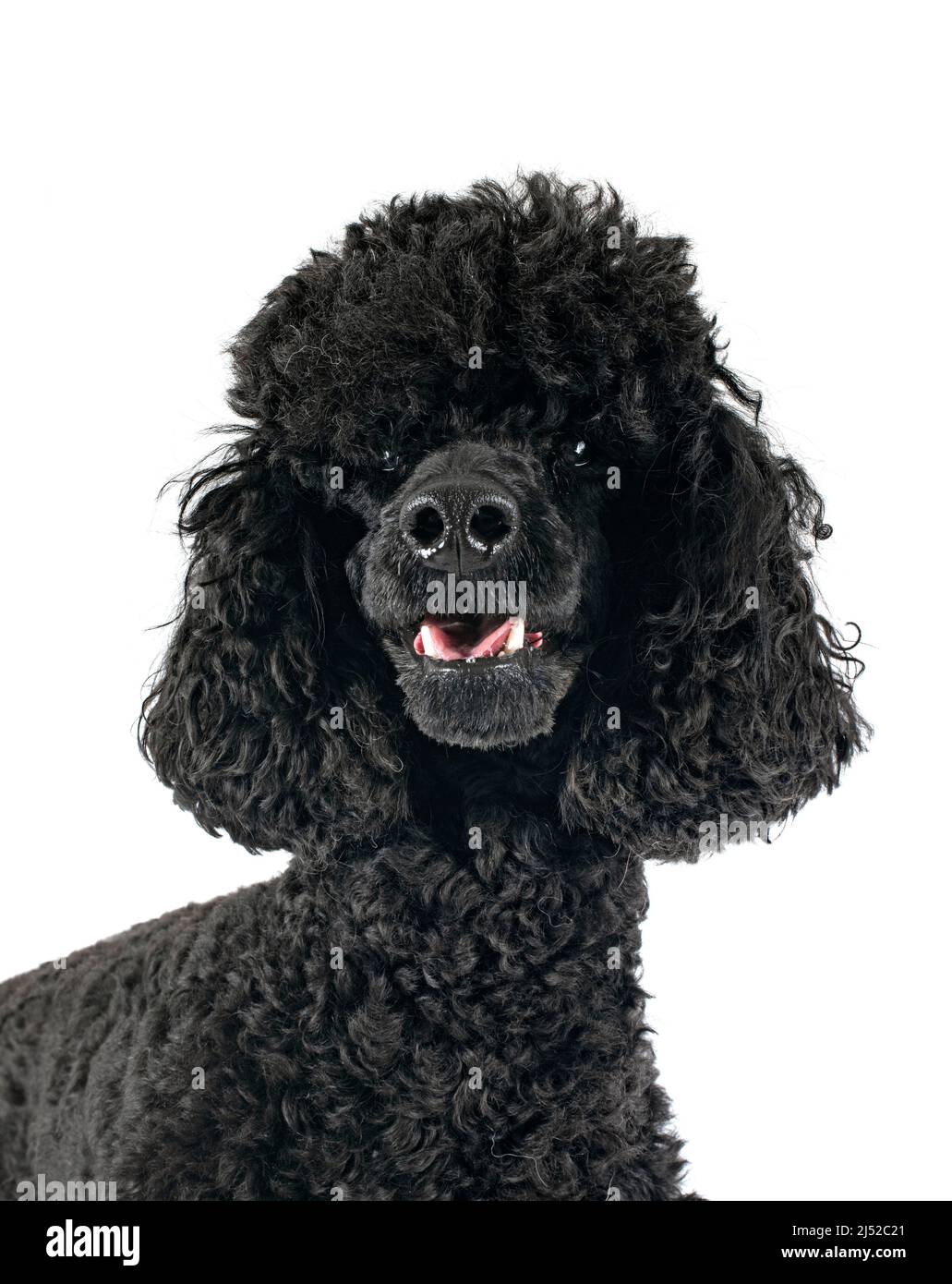 black poodle in front of white background Stock Photo - Alamy