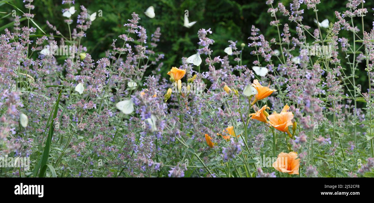 Catmint Nepeta six hills giant flowers in a garden, lots of white butterflies on flowers Stock Photo
