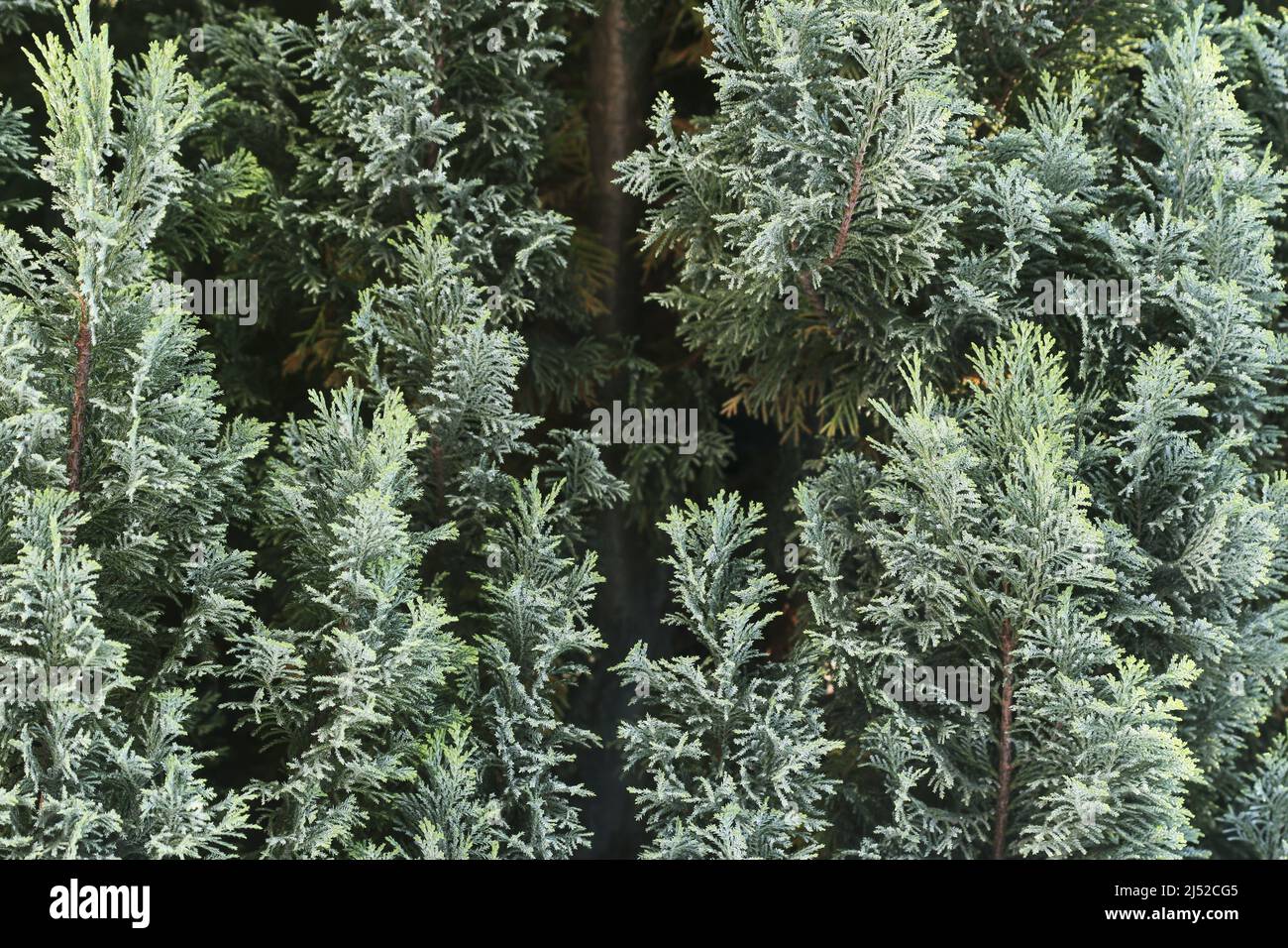 Green thuja occidentalis (white cedar) background. Garden hobby Stock Photo